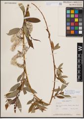 Foto von Salix eriocephala var. watsonii (Bebb) Dorn